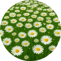 Elricondelasmargaritas